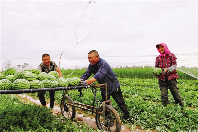 抗旱保供及时雨   “三夏”助收好“丰”光