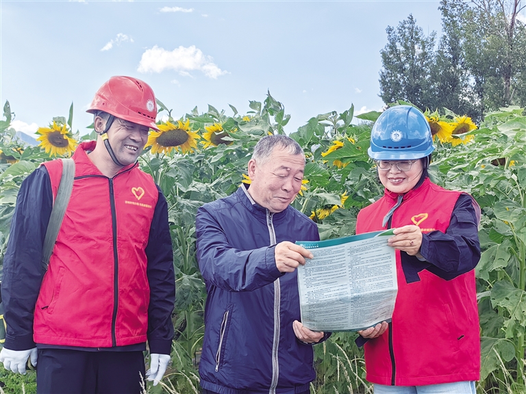 岱海湖边盛开向阳花